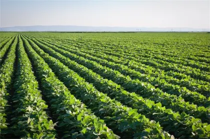 CLEARGRAZE  Pasture Herbicide