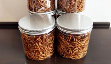good protein from mealworms