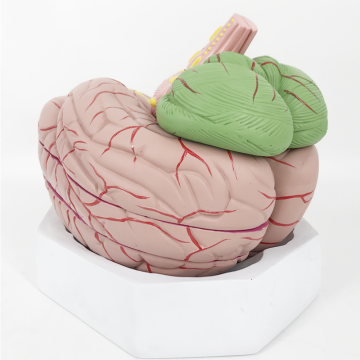  YA/N027C Brain and Cerebral Artery Distribution Amplified Model Search Engine 