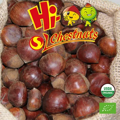 Hot selling big size Chinese Chestnuts--Tai an chestnuts