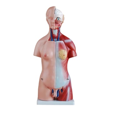 DARHMMY Unisex 45cm Human Torso Anatomy Model for Medical Education