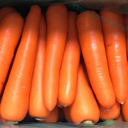 Fresh   Red Carrots