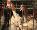120 oiseaux batterie couche cage de poulet