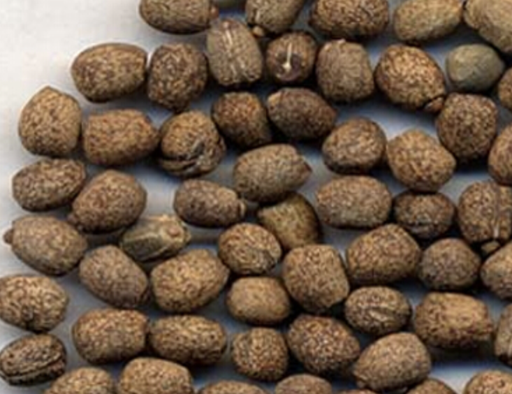 Croton Tiglium Extract Manufacturer