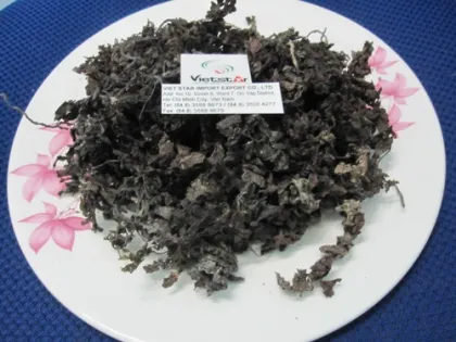 Sargassum seaweed