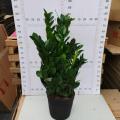 Zamioculcas Plant Zamioculcas zamiifolia 250 factory Supplier