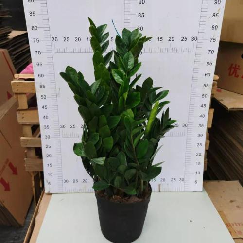 Indoor Living Round Leaves Zamioculcas zamiifolia 250 factory Supplier