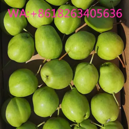 July Cropped Su Pear