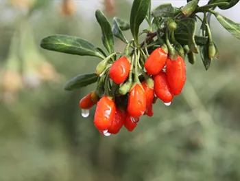Zhongning Premium Red Wolfberry