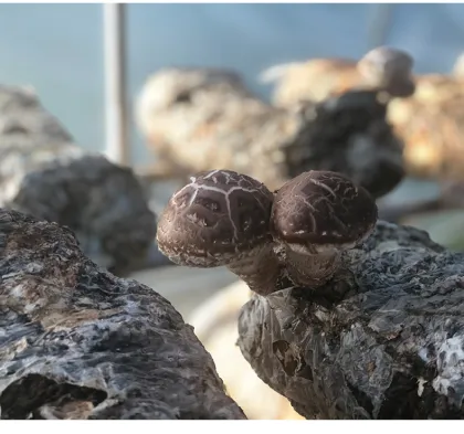 Log Tea Flower Mushroom