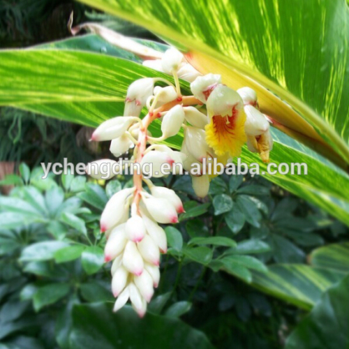 Chinese product Alpinia offcinarum high demand products in china