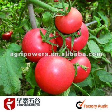 hybrid seeds vegetable seeds tomato TM189seeds
