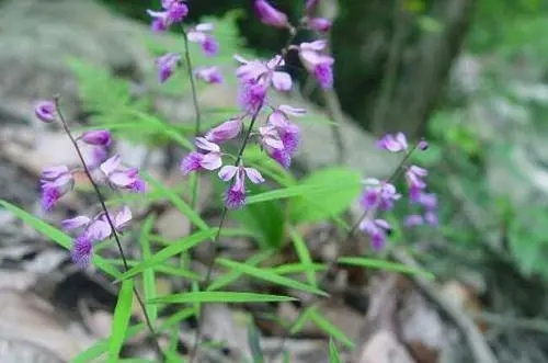 Polygala1