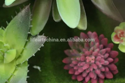 hotsale succulent plants, wall plants