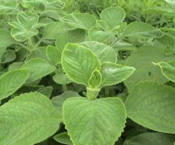 Patchouli essential oil for body metabolism