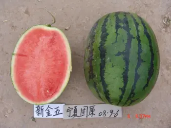F1 hybrid seedless watermelon seeds