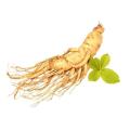 American Ginseng Extract Ginsenosides 5%