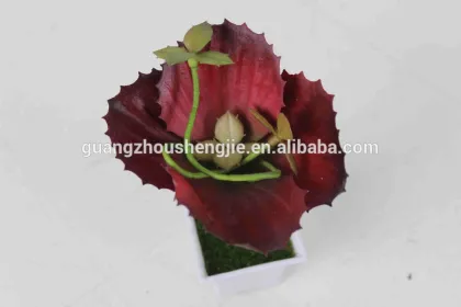 CHY040923 Wholesale cactus plant/indoor decoration plant/mini cactus