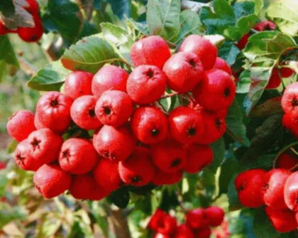 Hawthorn Extract hawthorn powder 10:1