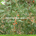 Approvisionnement d&#39;usine fruits sain Ballas De Goji Berry