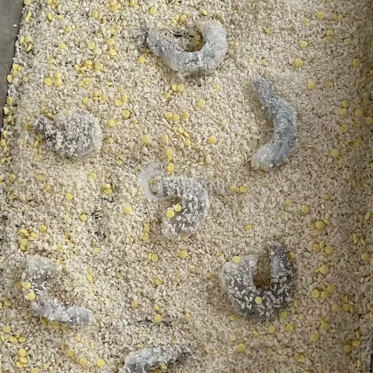 Snowflake Chicken Fillet Wrapping Machine - Customized Crumbing Equipment for Chicken Breast Processing