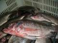 Organiczne tilapia ryby koszerne cała runda 800 1000g