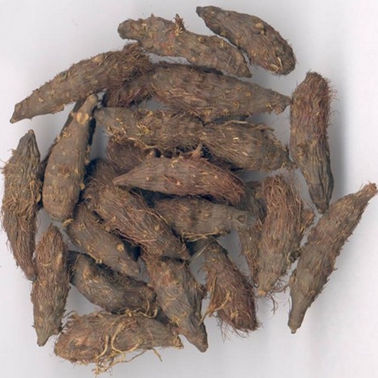 Cyperus rotundus