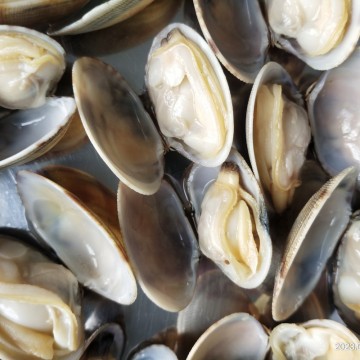Live Frozen Short Necked Clams with Shell Seafood
