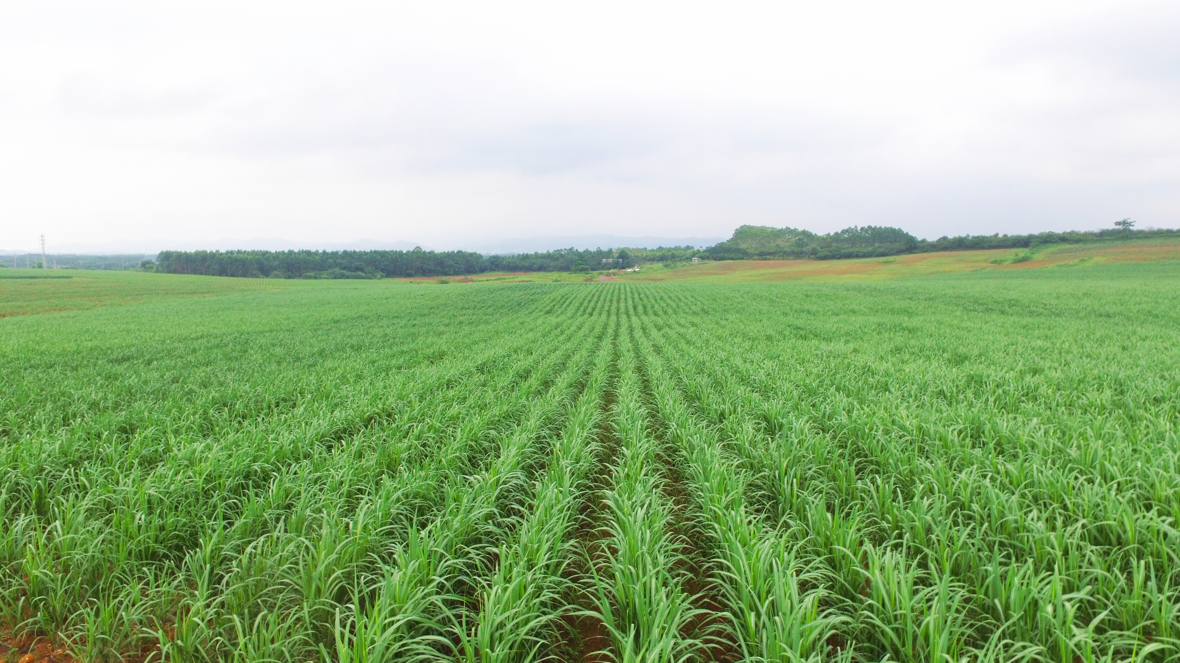 sugarcane seed grow