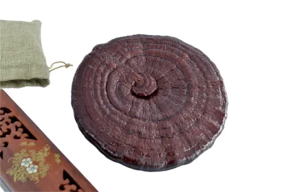 raw materials supplements ganoderma lucidum red mushroom