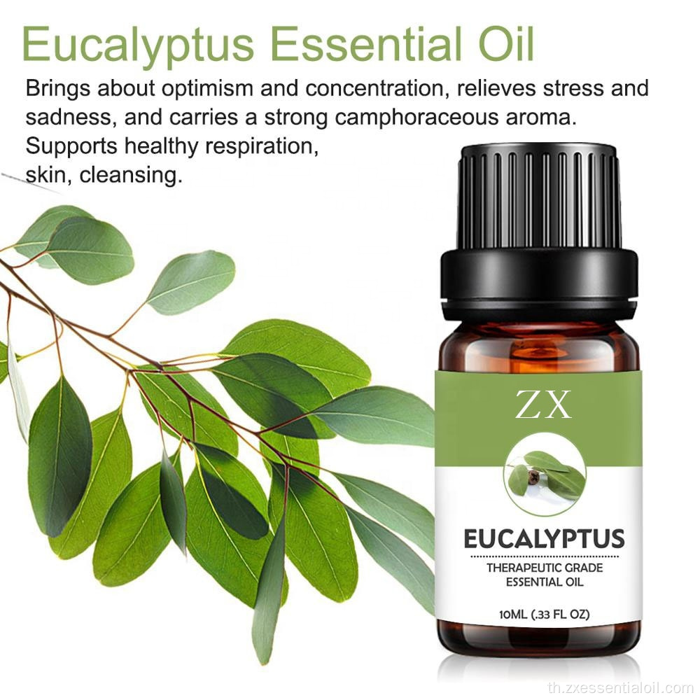 โรงงานจัดหาน้ำมันหอมระเหย Eucalyptus globulus บริสุทธิ์ 100%