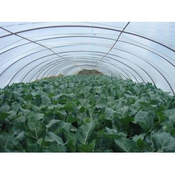 Clear Plastic Single Layer Greenhouse