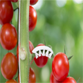 Gancho de plástico para tomates para sostener verduras