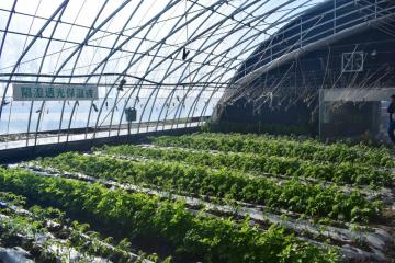Solar Heating For Greenhouse