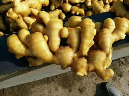 Best Selling Fresh Ginger Export to South Asia