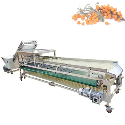 Automatic Fruit and Vegetable Size Sorting Grading Machine