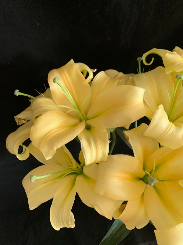 Emperor Spray Lily