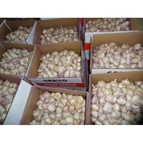 Export Normal White Garlic 2020