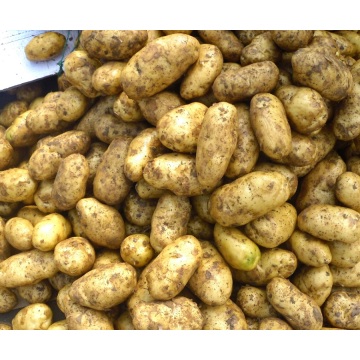 ახალი jiaozhou ყვითელი potatos