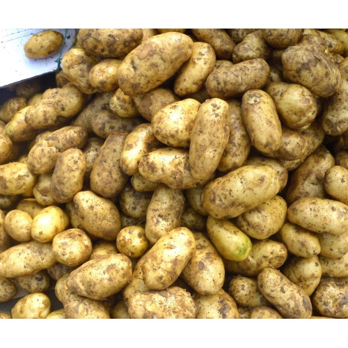 Potatos kuning Jiaozhou segar