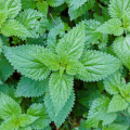 Nettle extract 1% Silicone compound