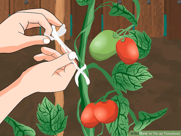 tomato twine 3