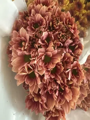 Champagne Salmon spray chrysanthemum