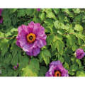 Paeonia Suffruticosa Andrews Extract