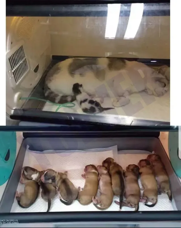 Pet ICU Incubator for Veterinary Clinics