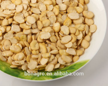 2013 crop chinese dried Split faba bean Free Sample