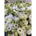 সাদা Lisianthus উচ্চ মানের বিবাহের তাজা ফুল