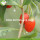 Super Food Nutrition Zhongning Goji Berries