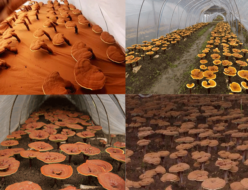 red reishi extract