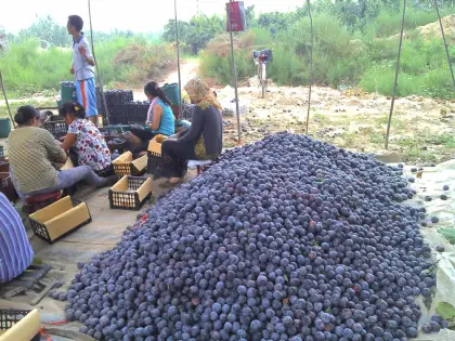 fresh plums chinese plum black president plum